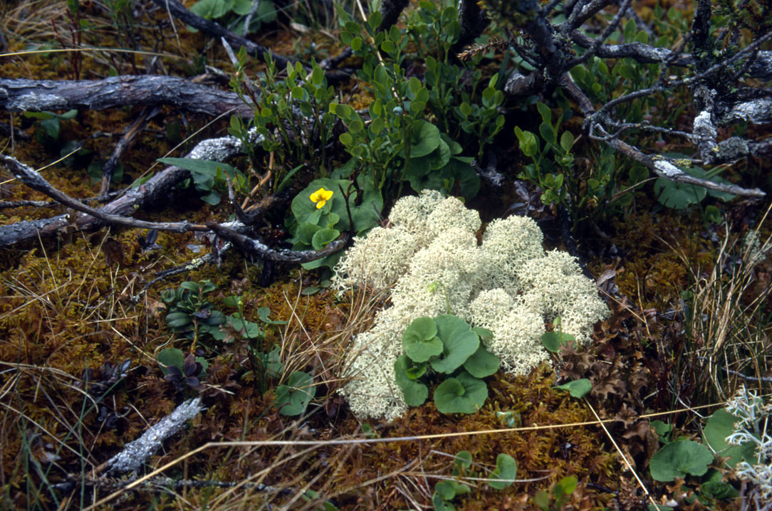 fotka / image vegetace, Norsko - z Osla dl na sever