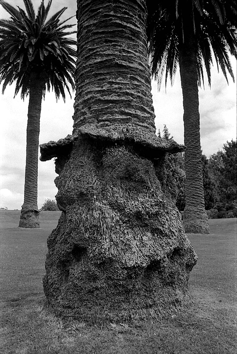 fotka / image palma u AKL muzea, Auckland v lt, New Zealand