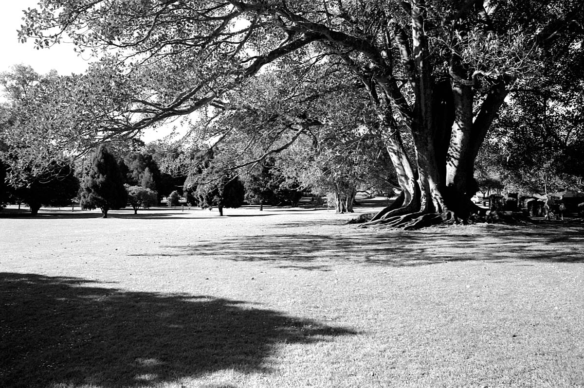 fotka / image One Tree Hill, Auckland v lt, New Zealand
