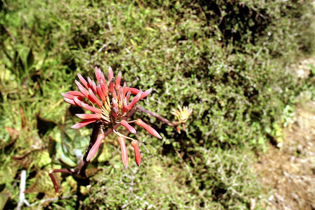 fotka / image flora, Wellington, New Zealand