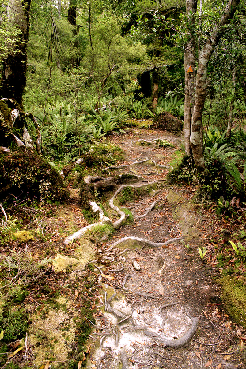 fotka / image lesy v Tararua FP, cestovn s Broou a s Igorom, New Zealand