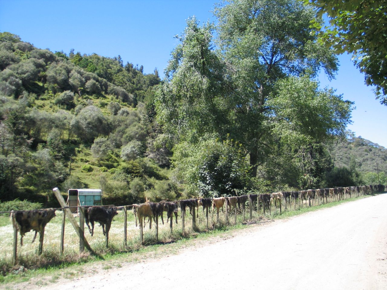 fotka / image plot prasecich kozesinek u Whangamomona, New Zealand