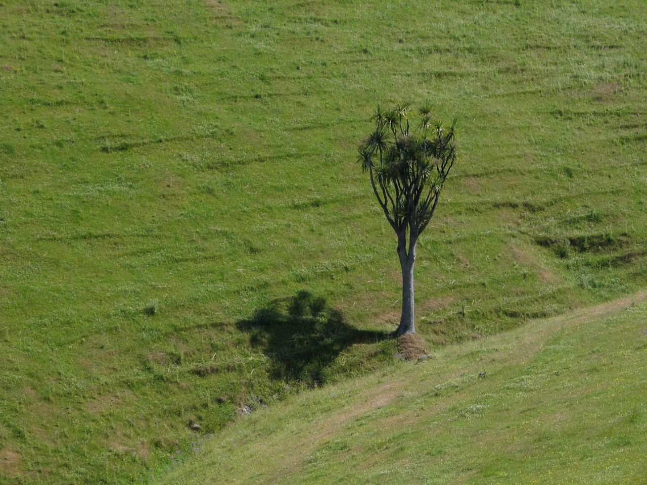 fotka / image semtam muzete i potkat strom, New Zealand