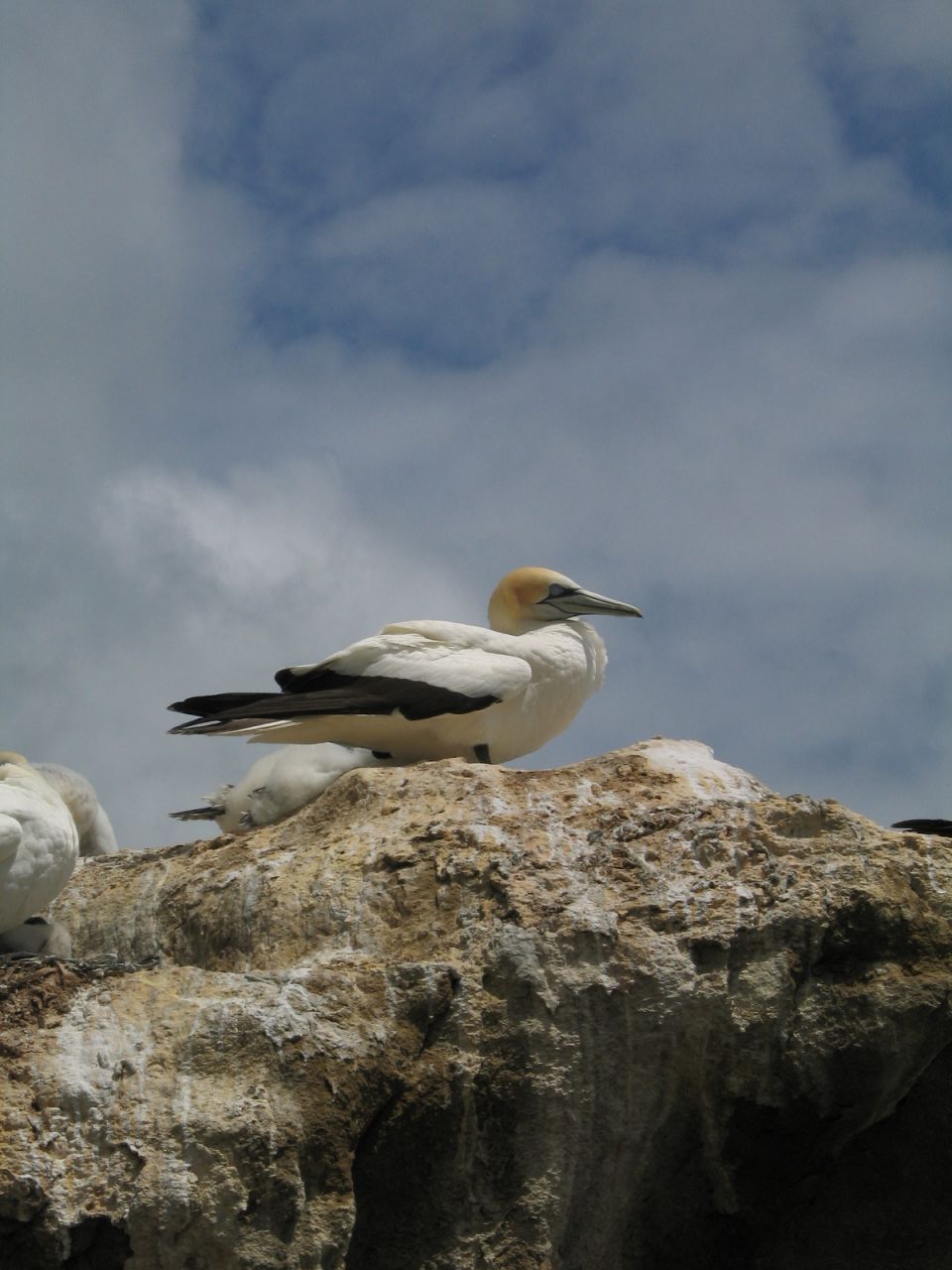 fotka / image hlavni atrakce - gannet neboli terej australsky, New Zealand