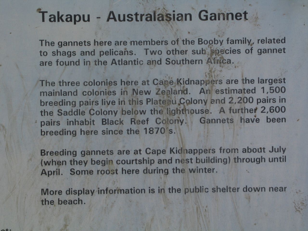 fotka / image kolonie tereju na Cape Kidnappers, New Zealand