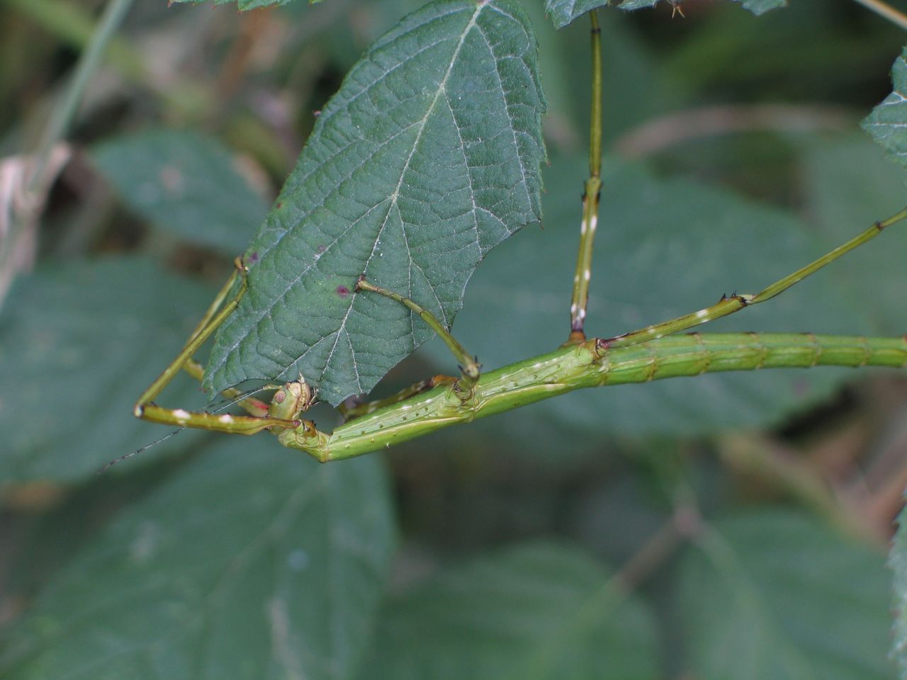 fotka / image hmyz u termalnich lazni ..., New Zealand