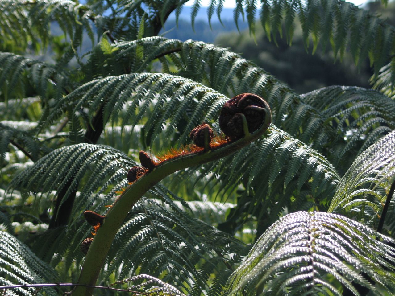 fotka / image Waimangu, New Zealand