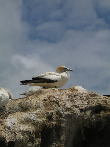 foto / image hlavni atrakce - gannet neboli terej australsky
