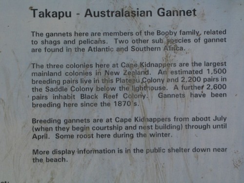 foto / image kolonie tereju na Cape Kidnappers