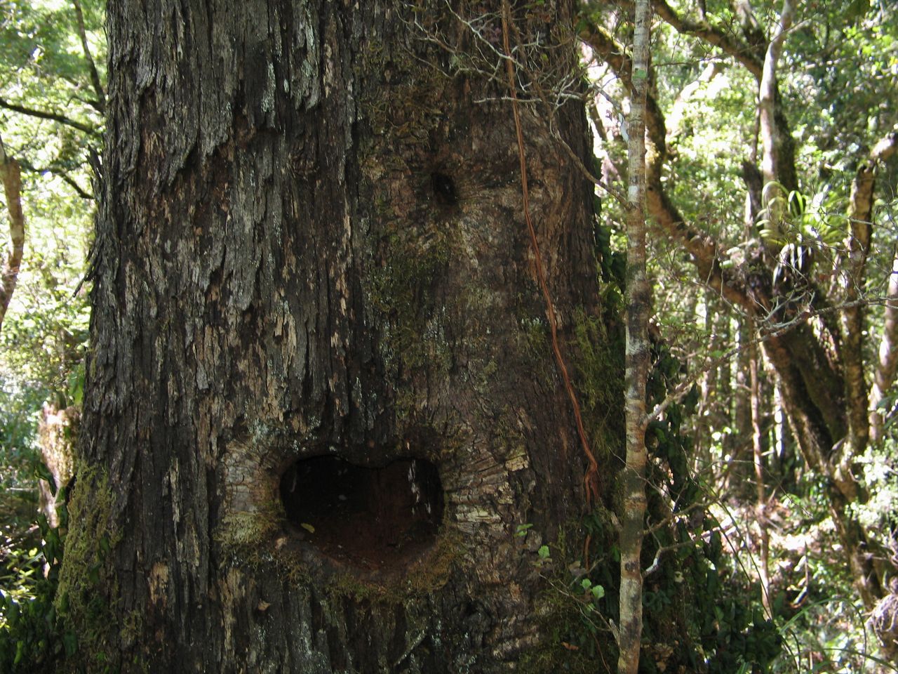 fotka / image Tararua Forest Park, New Zealand