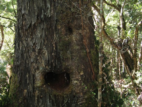 foto / image Tararua Forest Park