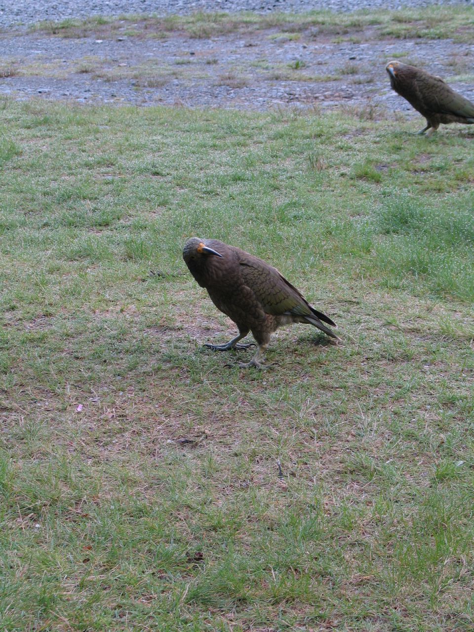 fotka / image prudic kea v Arthur's Pass, New Zealand