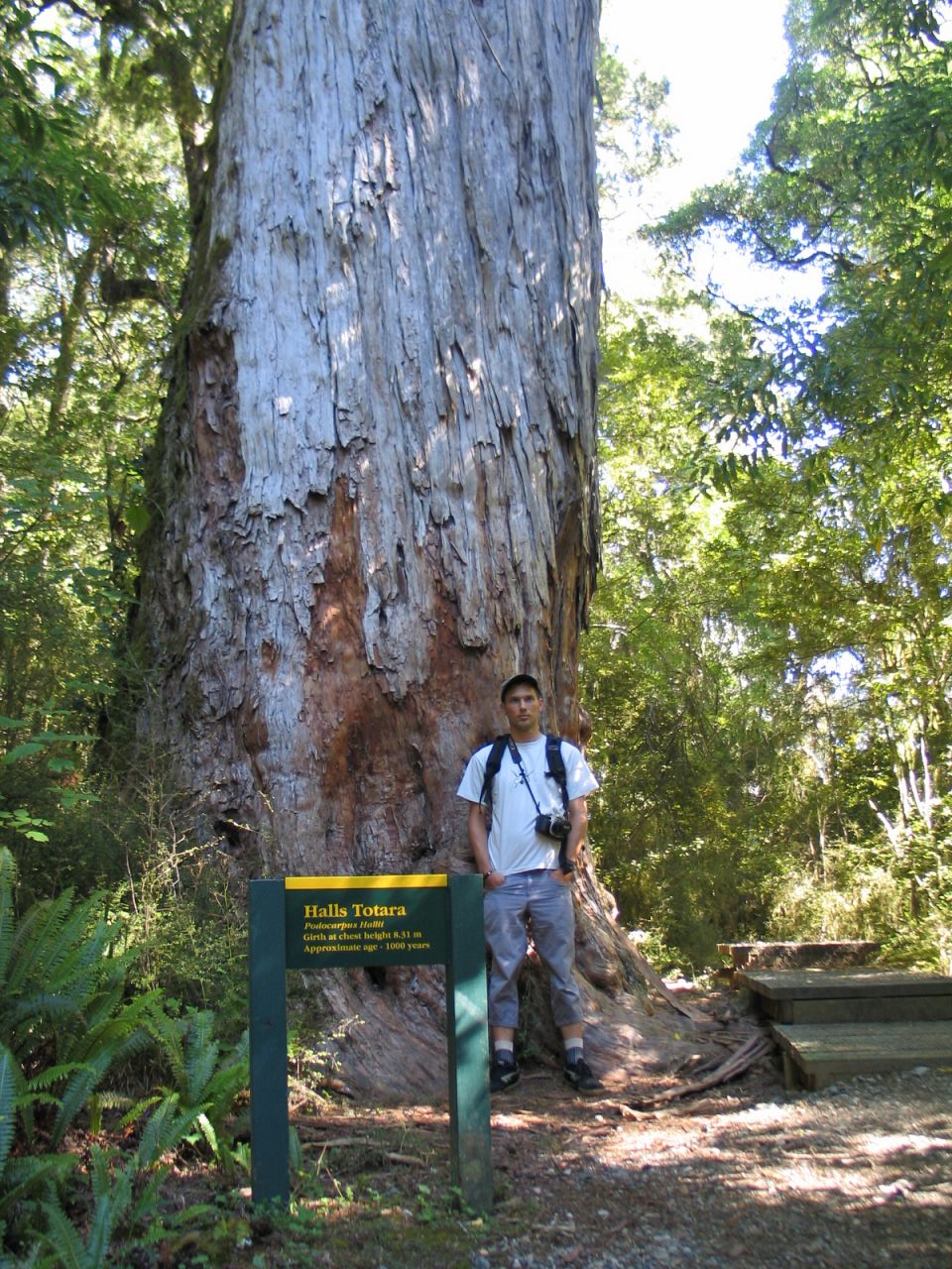 fotka / image Totara tree, New Zealand