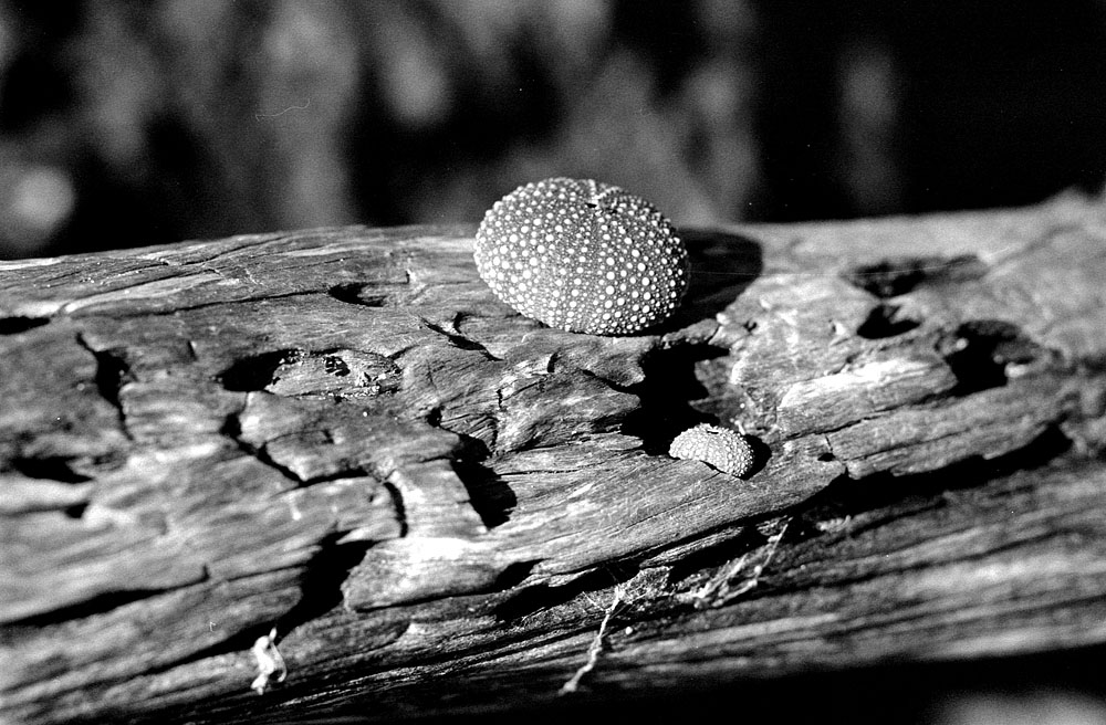 fotka / image vychodni pobrezi severne od Aucklandu, New Zealand, black&white