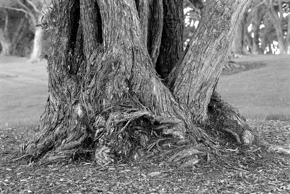 fotka / image stromy v parku na North Shore, New Zealand, black&white