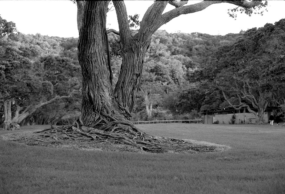 fotka / image stromy v parku na North Shore, New Zealand, black&white