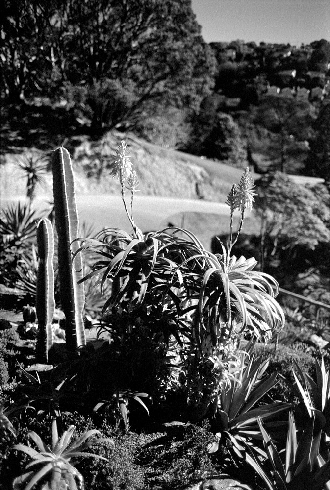 fotka / image Wellington - Botanic Garden, New Zealand, black&white