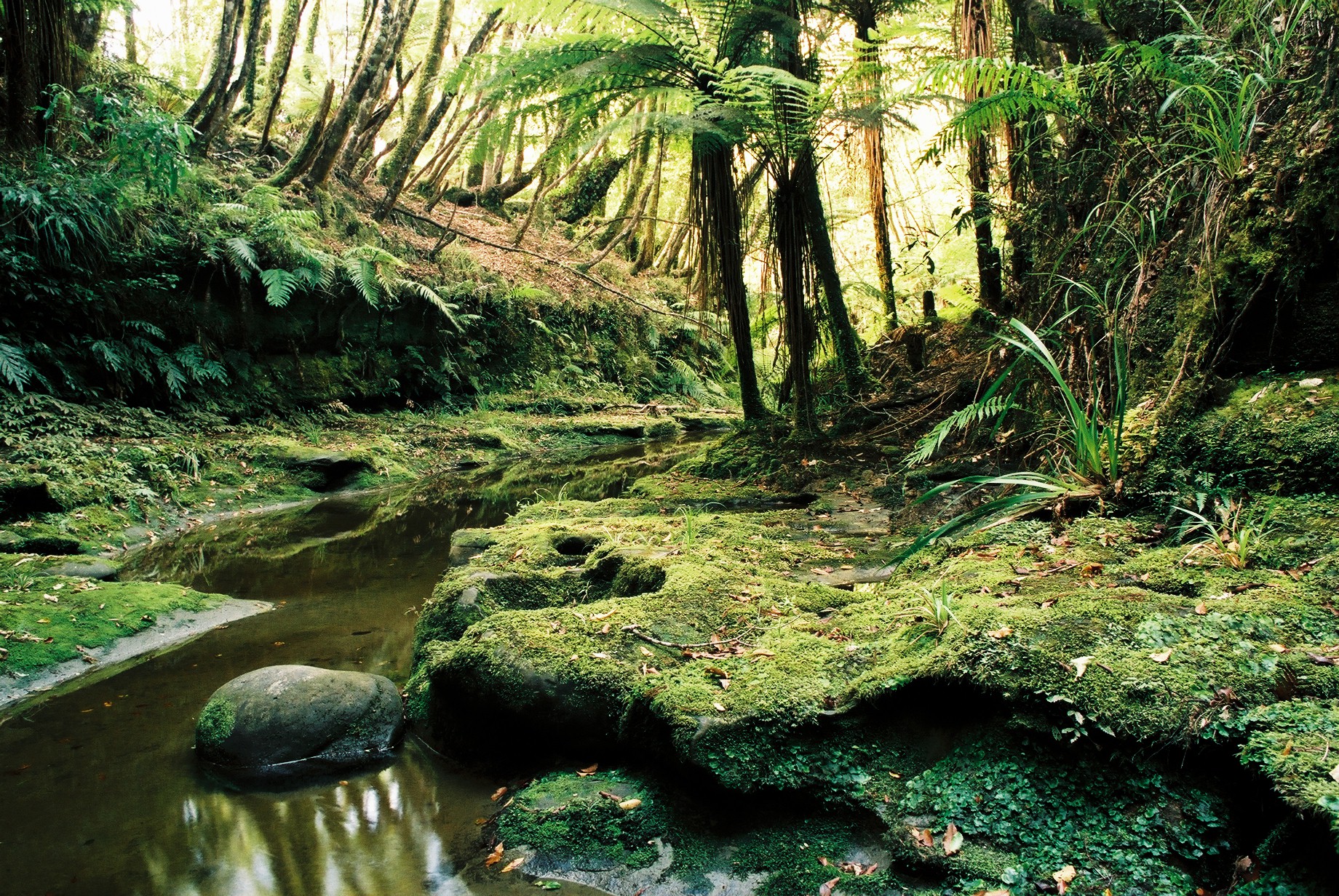 fotka / image Severn ostrov, color negatives, New Zealand