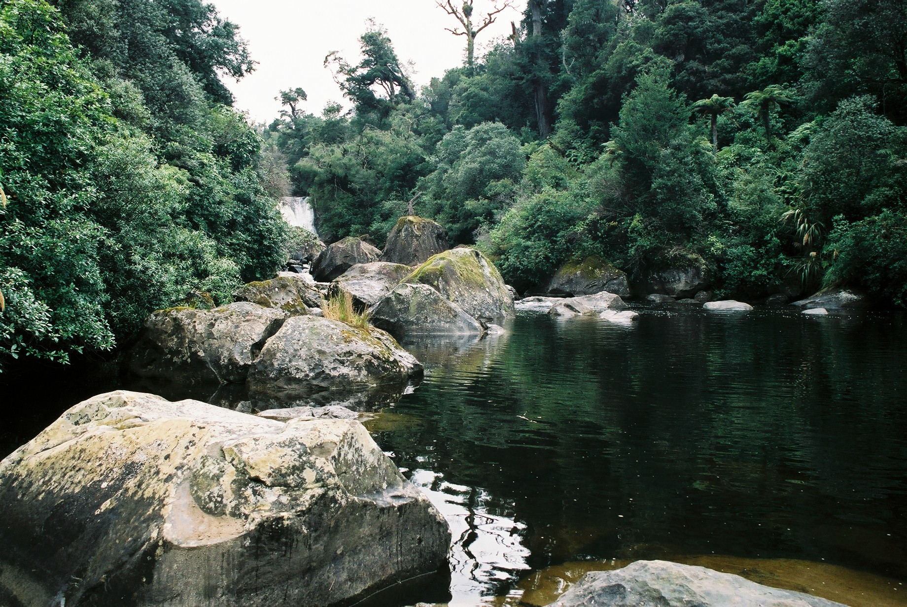 fotka / image Urewera National Park, color negatives, New Zealand