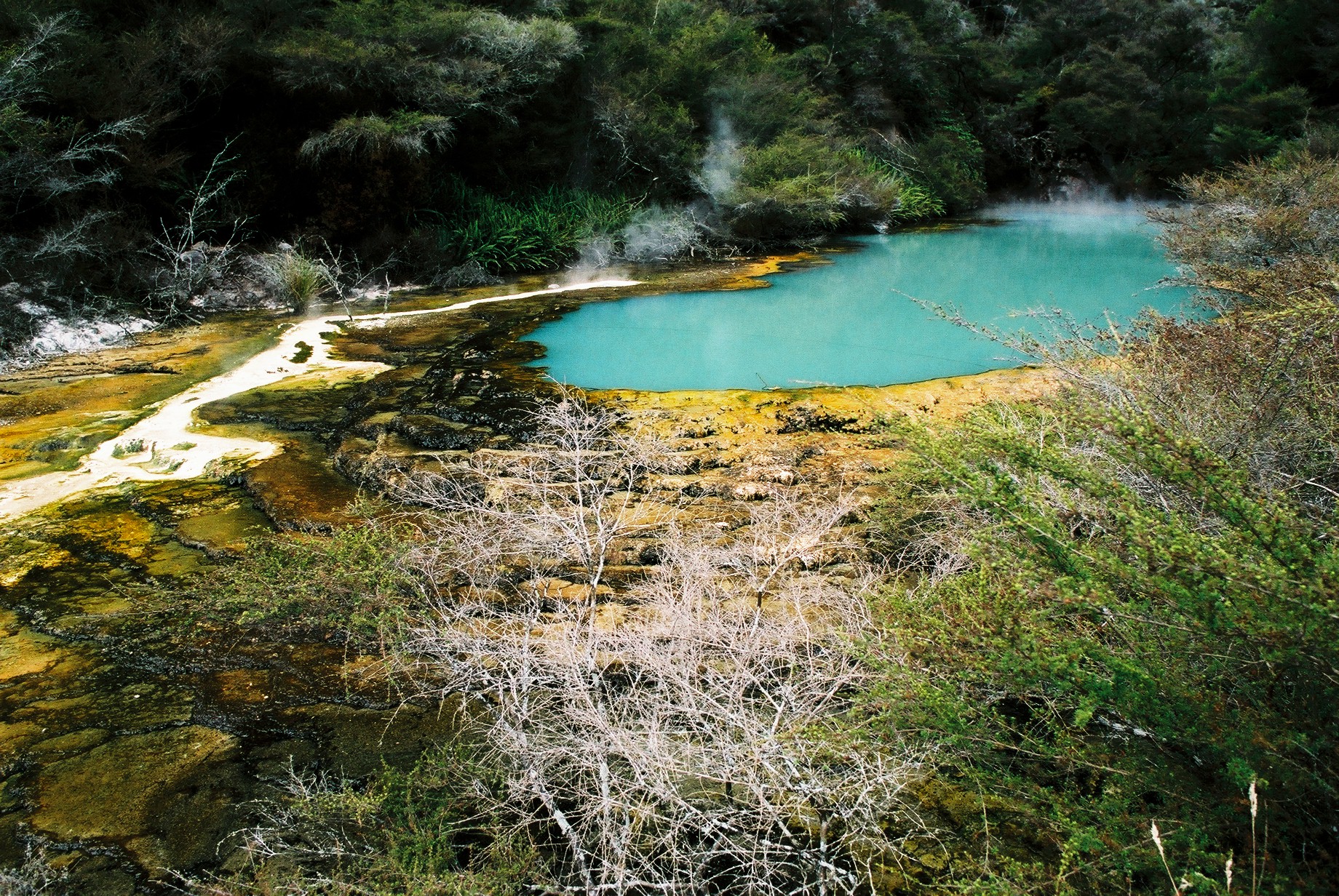 fotka / image Severn ostrov, color negatives, New Zealand