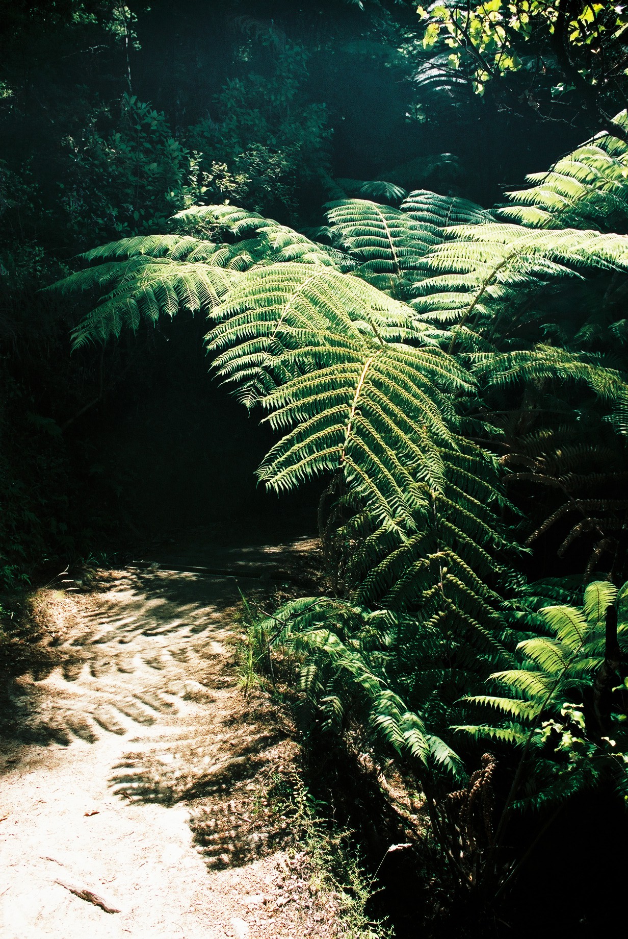 fotka / image Abel Tasman National Park, color negatives, New Zealand