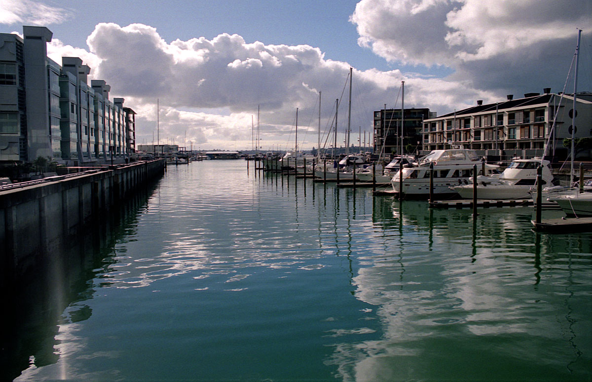 fotka / image marna, zimn Auckland, New Zealand