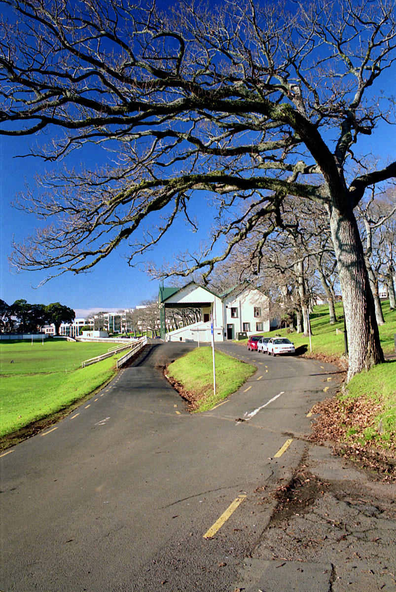 fotka / image Auckland domain, zimn Auckland, New Zealand