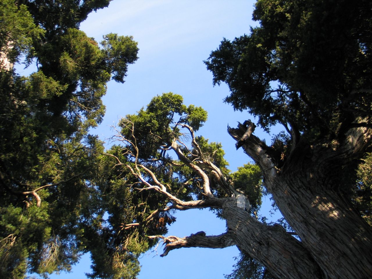fotka / image koruny dvoutisciletch strom Totara, New Zealand, kolekce E