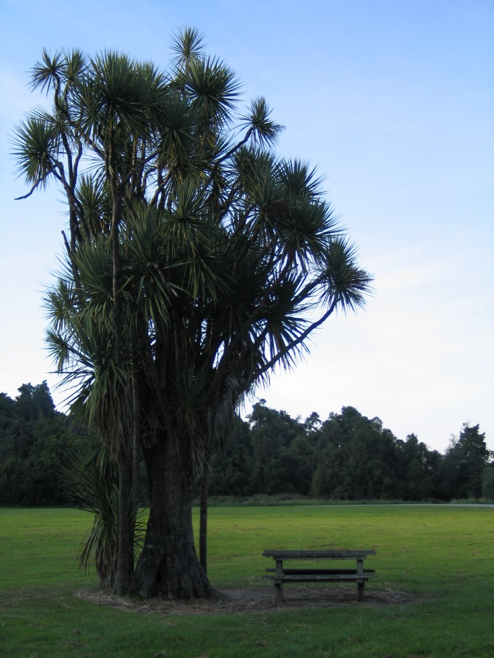 fotka / image Cabbage Tree (?), New Zealand, kolekce E
