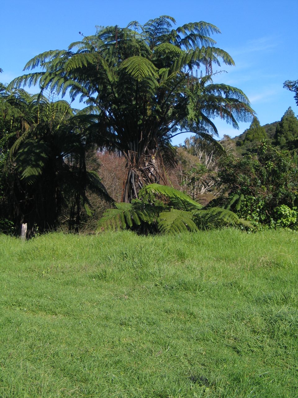 fotka / image fern, New Zealand, kolekce E