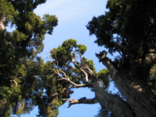 foto / image koruny dvoutisíciletých stromů Totara