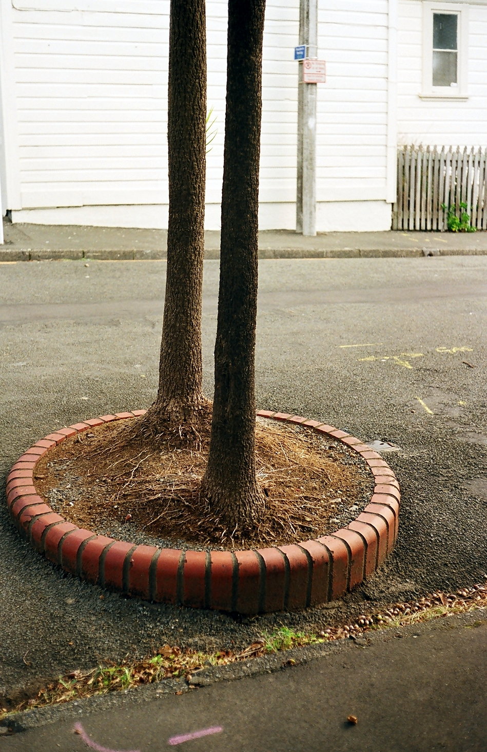 fotka / image cabbage trees
, prvn dvojrole film prohnan Yashicou M - Wellington, NZ
