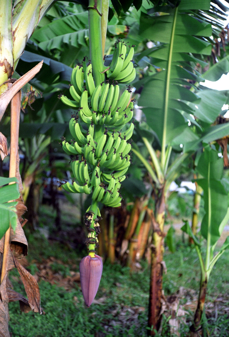 fotka / image takhle rostou bananasy, Cook Islands
