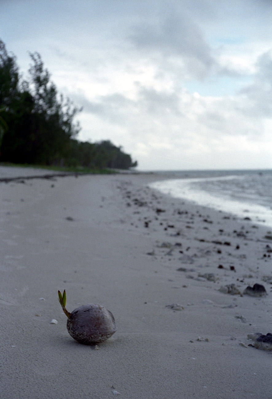 fotka / image kokosk, Cook Islands
