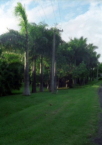 foto / image kokosový háj