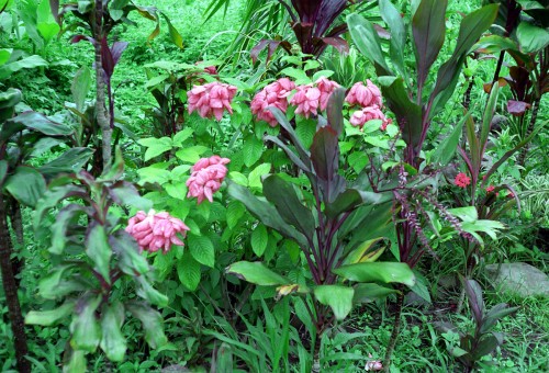 foto / image květena v džungli